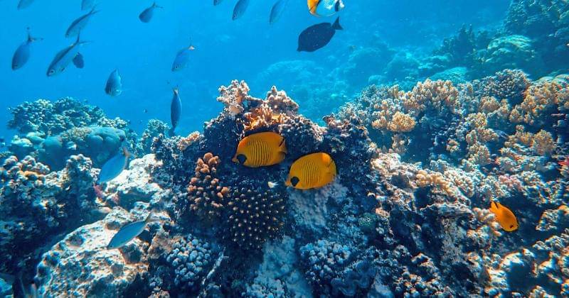 Pexels/Francesco Ungaro